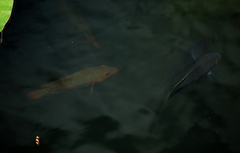 Mayaheros urophthalmus