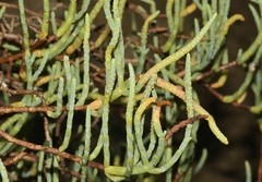 Salicornia pacifica
