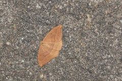 Watsonalla cultraria