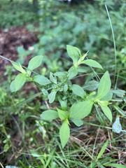 Symphyotrichum prenanthoides