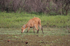 Blastocerus dichotomus