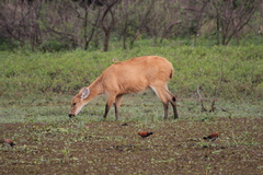 Blastocerus dichotomus