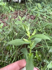 Symphyotrichum prenanthoides