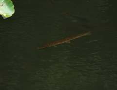 Lepisosteus platyrhincus