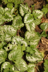 Lamium galeobdolon argentatum