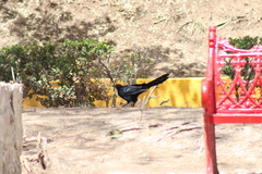 Quiscalus mexicanus