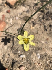 Moraea vallisbelli