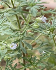Leucospora multifida