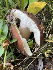 Russula favrei