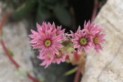 Sempervivum arachnoideum