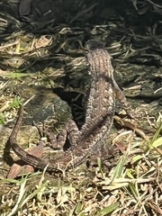 Sceloporus occidentalis longipes