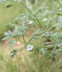 Leucospora multifida
