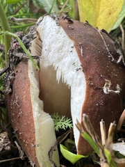 Russula favrei