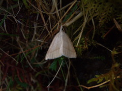 Petrophora chlorosata
