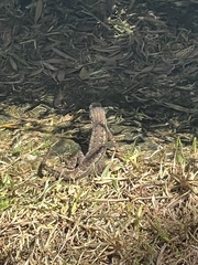 Sceloporus occidentalis longipes