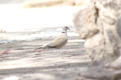 Streptopelia decaocto