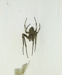 Larinioides ixobolus