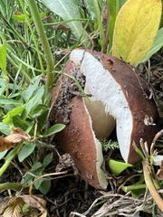Russula favrei