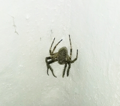 Larinioides ixobolus