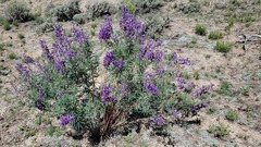 Lupinus argenteus