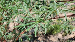 Lupinus argenteus