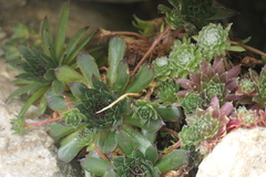 Sempervivum arachnoideum