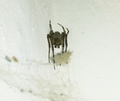 Larinioides ixobolus