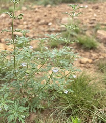Leucospora multifida
