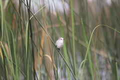 Arundinicola leucocephala
