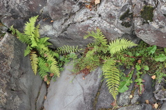 Cystopteris fragilis