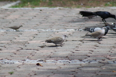 Streptopelia decaocto