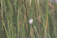 Arundinicola leucocephala