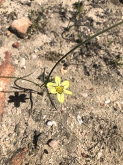 Moraea vallisbelli