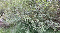 Salix aurita
