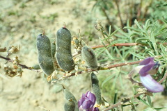 Lupinus argenteus