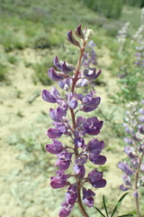 Lupinus argenteus