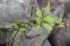 Cystopteris fragilis