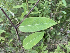 Asclepiadoideae