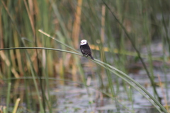 Arundinicola leucocephala