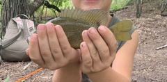 Lepomis cyanellus