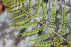 Cystopteris fragilis