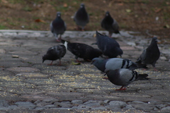 Columba livia