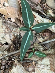 Chimaphila maculata