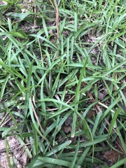 Eremochloa ophiuroides