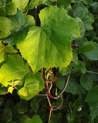 Vitis labrusca