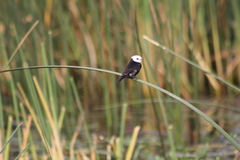 Arundinicola leucocephala