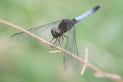 Erythrodiplax basifusca