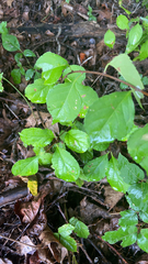 Celastrus orbiculatus