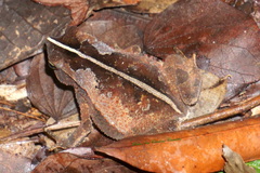 Rhinella alata