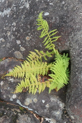 Cystopteris fragilis